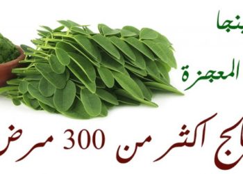 فوائد المورينجا
